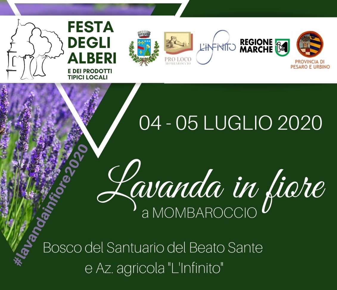 Lavanda in fiore